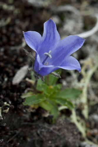 (c) Denali National Park and Preserve, some rights reserved (CC BY)