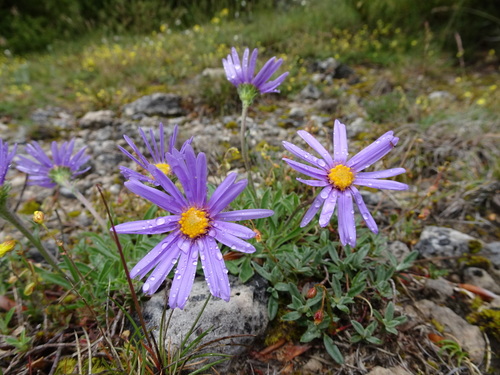 (c) Thomas Koffel, some rights reserved (CC BY), uploaded by Thomas Koffel