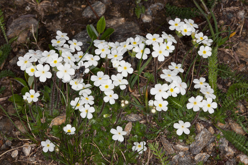 (c) Drepanostoma, nekatere pravice pridžane (CC BY), naložena od Drepanostoma