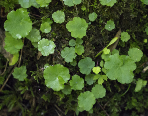 (c) aarongunnar, some rights reserved (CC BY), uploaded by aarongunnar
