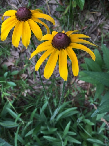no rights reserved, uploaded by Brady Reed · cc0
