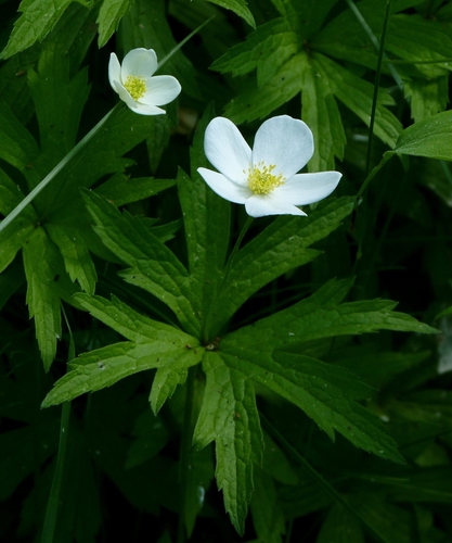 (c) Dendroica cerulea, some rights reserved (CC BY)