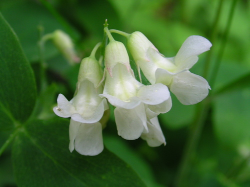 (c) Superior National Forest, some rights reserved (CC BY)