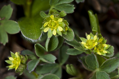 (c) Denali National Park and Preserve, some rights reserved (CC BY)