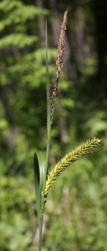 (c) aarongunnar, some rights reserved (CC BY), uploaded by aarongunnar