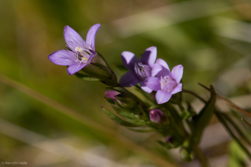 (c) Ken-ichi Ueda, some rights reserved (CC BY), uploaded by Ken-ichi Ueda