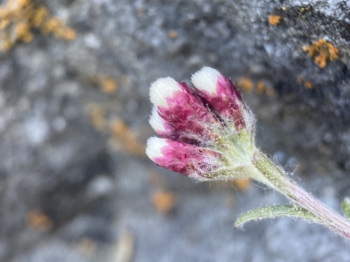 (c) Matt Berger, some rights reserved (CC BY), uploaded by Matt Berger