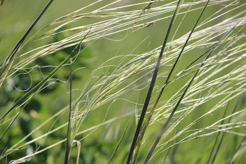 (c) USFWS Mountain-Prairie, some rights reserved (CC BY)