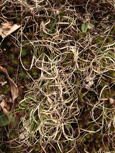 (c) naturalist charlie, some rights reserved (CC BY), uploaded by naturalist charlie