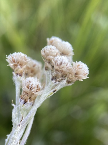 (c) Matt Berger, some rights reserved (CC BY), uploaded by Matt Berger