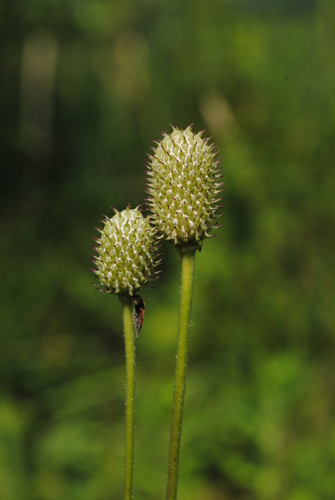 (c) Zihao Wang, some rights reserved (CC BY), uploaded by Zihao Wang