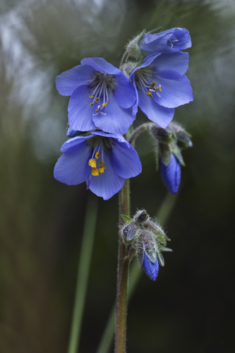 (c) Denali National Park and Preserve, some rights reserved (CC BY)