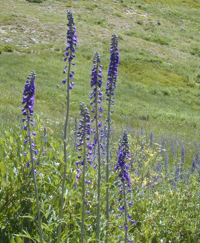 (c) 2007 Dianne Fristrom, some rights reserved (CC BY-SA)