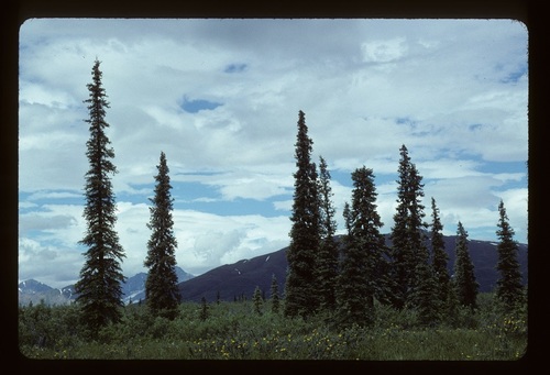 (c) Douglas Goldman, some rights reserved (CC BY-SA), uploaded by Douglas Goldman