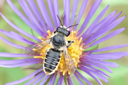(c) Owen Strickland, some rights reserved (CC BY), uploaded by Owen Strickland