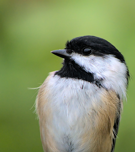 (c) Blake Ross, some rights reserved (CC BY), uploaded by Blake Ross