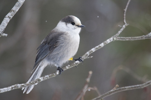 (c) Owen Strickland, some rights reserved (CC BY), uploaded by Owen Strickland