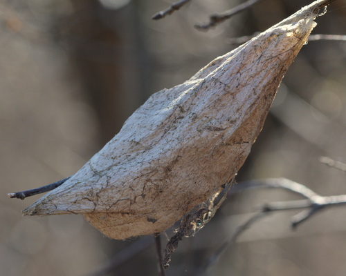 (c) Ryan Hodnett, some rights reserved (CC BY-SA), uploaded by Ryan Hodnett