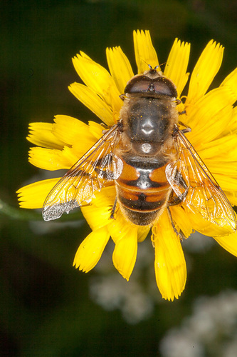 (c) Drepanostoma, some rights reserved (CC BY), uploaded by Drepanostoma