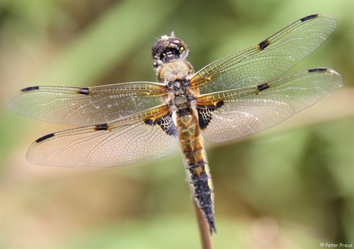 (c) Peter Preus, some rights reserved (CC BY), uploaded by Peter Preus