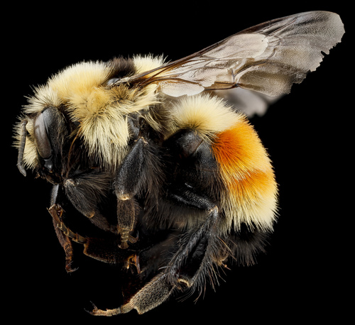 no rights reserved, uploaded by USGS Bee Inventory and Monitoring Lab · cc0