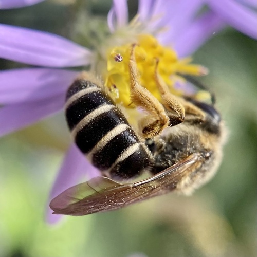 (c) Michelle Orcutt, some rights reserved (CC BY), uploaded by Michelle Orcutt