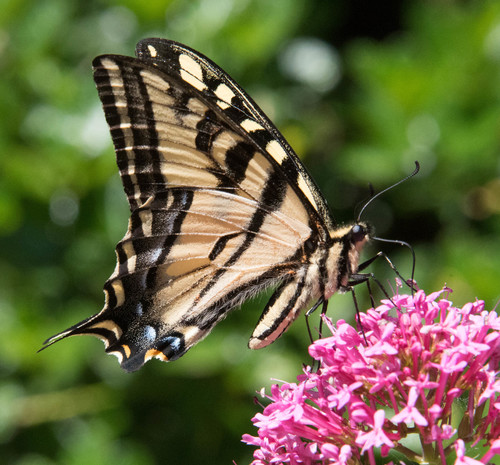 (c) Don Loarie, some rights reserved (CC BY), uploaded by Don Loarie